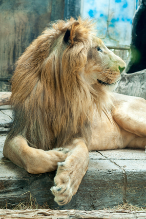 The face of a male lion while lying down on the floor.の写真素材