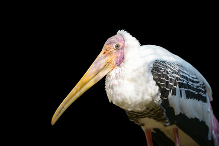 painted stork isolated on black backgroundの写真素材