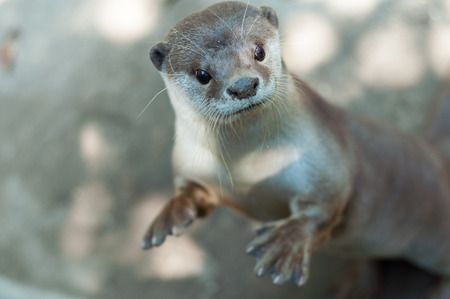 The Otter is looking at something with suspicion.の写真素材