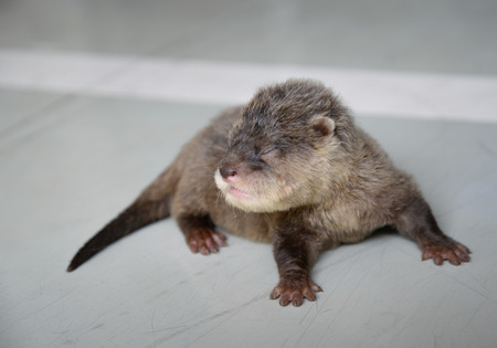 acction of baby otter on tfhe floorの写真素材