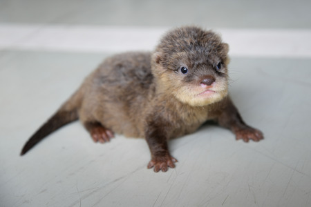 acction of baby otter on tfhe floorの写真素材