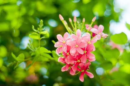 Rangoon creeper at my garden in the morningの写真素材