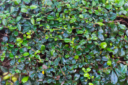 Green leaf background in morning lightの写真素材