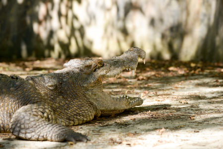 Crocodile is open mouth while resting.の写真素材