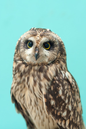 Owl is a bird with large eyes.の写真素材