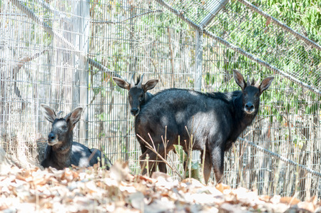 Three serows in exibition at the zooの写真素材
