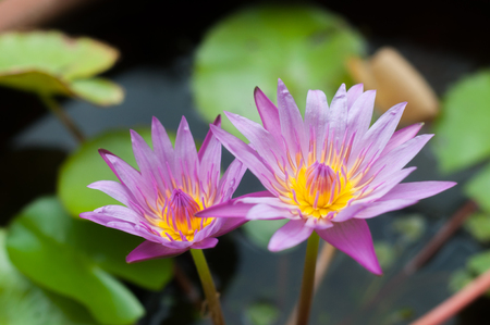 Violet lotus blossom is bloomingの写真素材