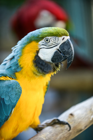 macaw is a beautiful birdの写真素材