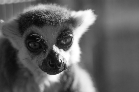 Black and white of ring tailed lemurの写真素材