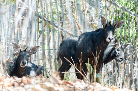 Three serows in exibition at the zooの写真素材