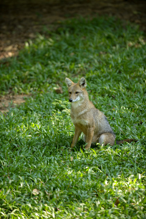 golden jackal on lawnの写真素材