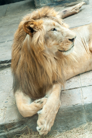 The face of a male lion while lying down on the floor.の写真素材