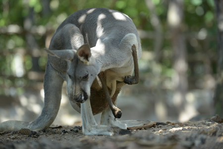 Kangaroo mother has a joey in the pouch.の写真素材