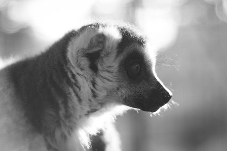 Black and white of ring tailed lemur