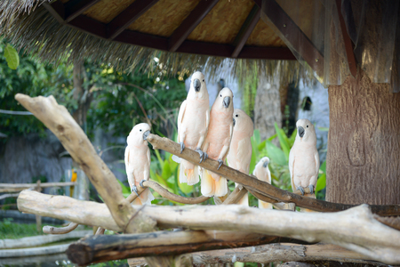 Cockatoo is on a branch.の写真素材