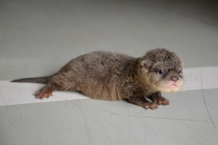 acction of baby otter on tfhe floorの写真素材