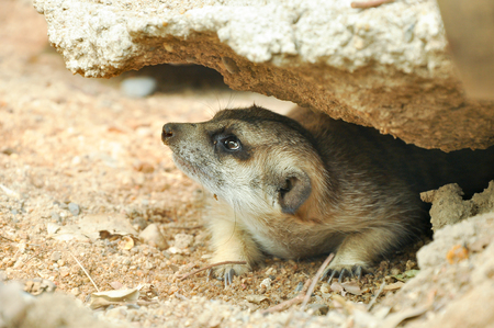 meerkat is a panic animalの写真素材