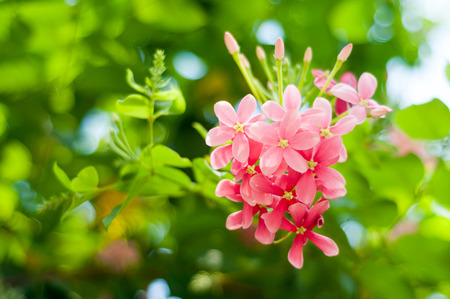 Rangoon creeper at my garden in the morningの写真素材