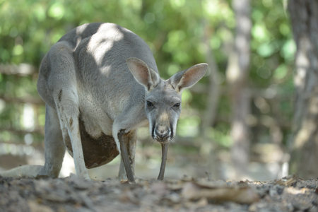 Kangaroo mother has a joey in the pouch.の写真素材