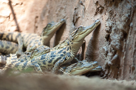 New born of crocodileの写真素材