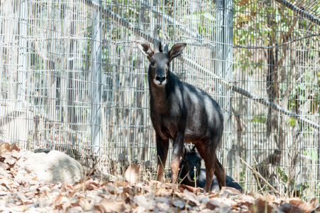 Serow in exibition at the zooの写真素材