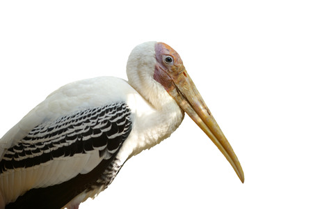 painted stork isolated on white backgroundの写真素材