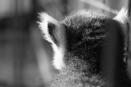 Black and white of ring tailed lemurの写真素材