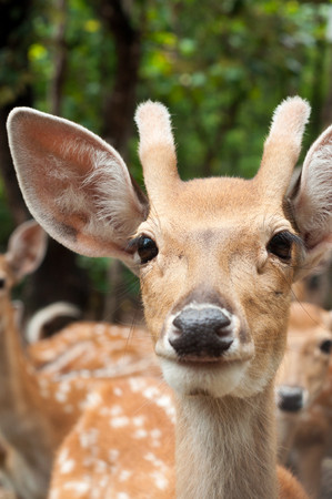 face of young male sika deerの写真素材