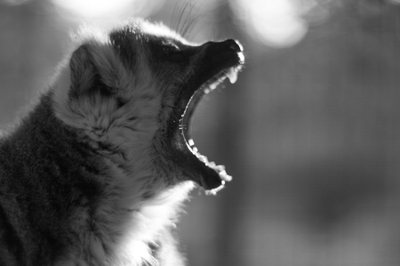 Black and white of ring tailed lemurの写真素材