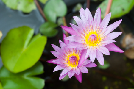 Violet lotus blossom is bloomingの写真素材