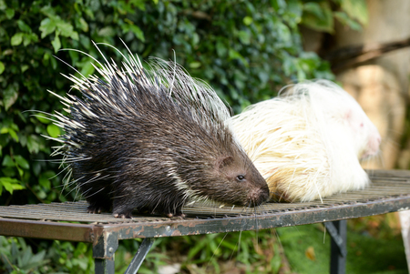 The porcupine is the prickliest of rodentsの写真素材