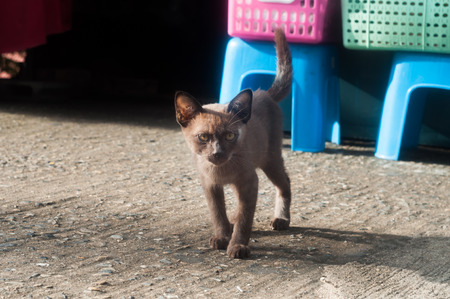 Dark brown kitten is walking in morning soft light.の写真素材
