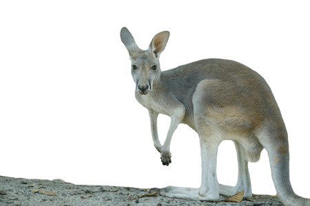 Close up of kangaroo when its lookingの写真素材