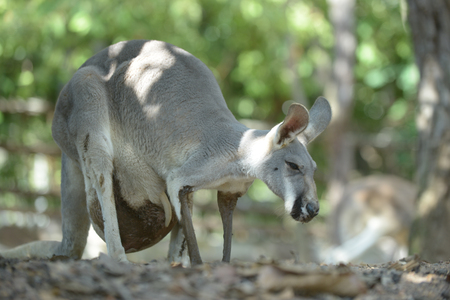 Kangaroo mother has a joey in the pouch.の写真素材