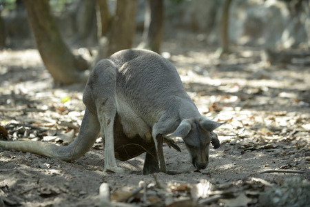 Kangaroo mother has a joey in the pouch.の写真素材