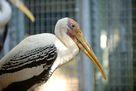 painted stork in the cageの写真素材