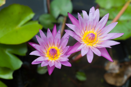Violet lotus blossom is bloomingの写真素材