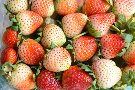 fresh strawberry is a healthy fruiteの写真素材