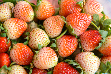 fresh strawberry is a healthy fruiteの写真素材