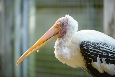 painted stork in the cageの写真素材
