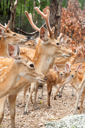 The male deer that is growing to be the leader of the herd.の写真素材