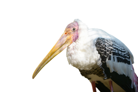 painted stork isolated on white backgroundの写真素材