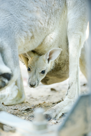 joey is baby kangaroo. their live  in pouchの写真素材