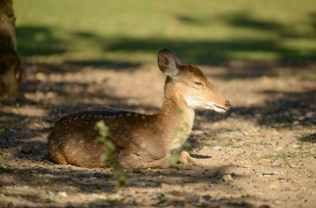 Sika deer or Japaness deer is sleeping under trees.の写真素材