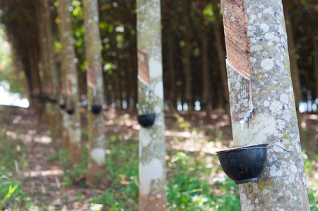 Latex from the rubber tree drops into the bowl at the rubber plantation.の写真素材