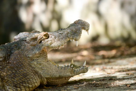 Crocodile is open mouth while resting.の写真素材