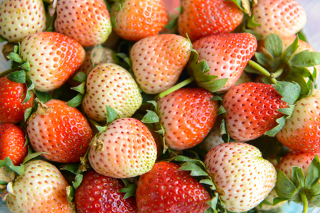 fresh strawberry is a healthy fruiteの写真素材