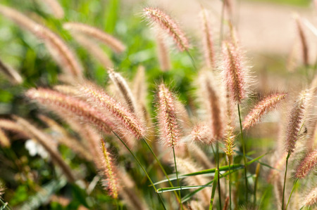 grass flower beside the rodeの写真素材
