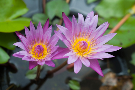 Violet lotus blossom is bloomingの写真素材