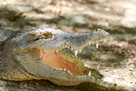 Crocodile is open mouth while resting.の写真素材